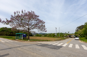 Cheonnyeoncho01-1.jpg