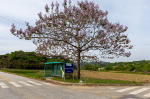 Cheonnyeoncho02.jpg