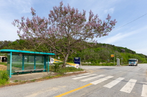 Cheonnyeoncho03.jpg