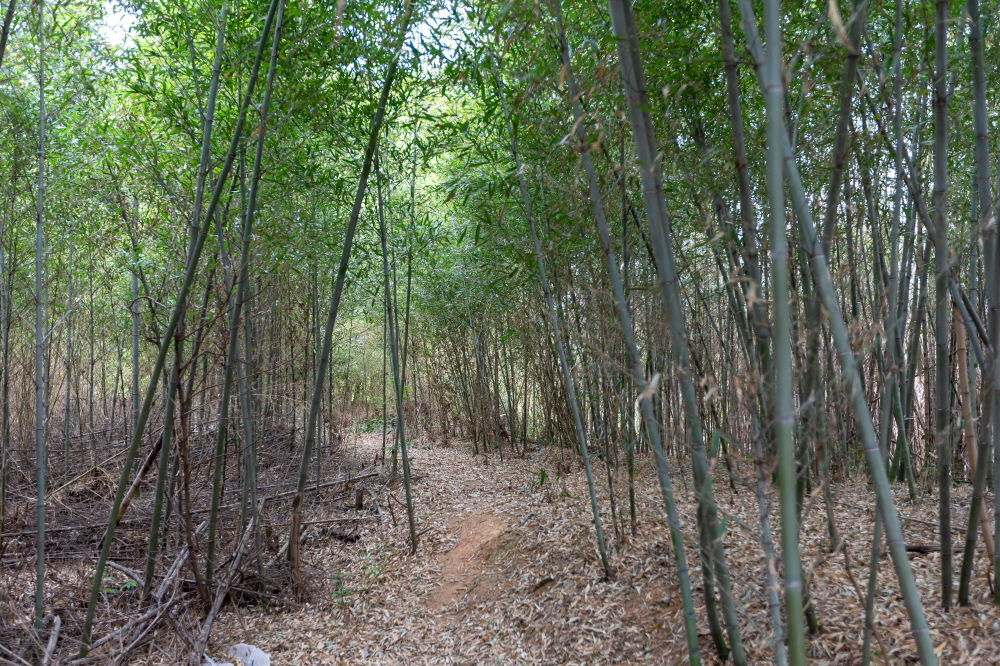 SeongdangPogu-ex-11.jpg